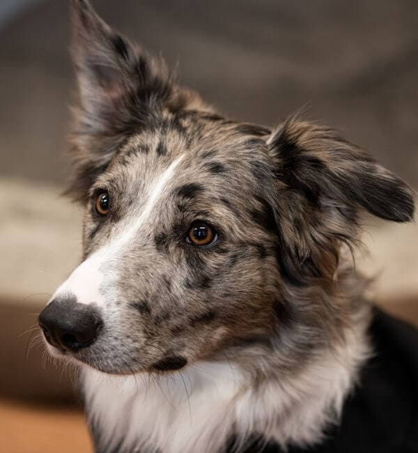 DS McGregor & Partners: Dog behaviour and training