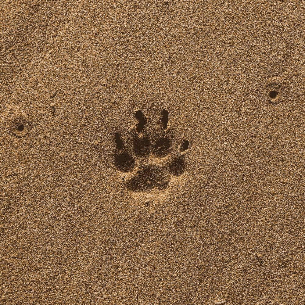 D S McGregor: Pet paw print in the sand